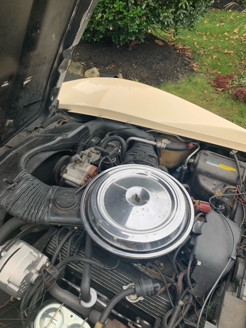 1981 Chevrolet Corvette photo