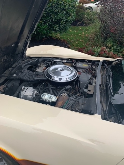 1981 Chevrolet Corvette photo
