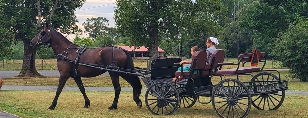 5- Year Friesian STB Cross Mare